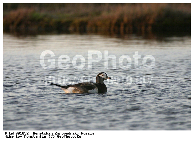 �������� ������, ��������, ��������, ��������, �����������, �����������������, ������������� �����, ������������� �����, XYZ, ������, Anatidae, �������, Clangula hyemalis